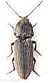 Dicronychus brullei