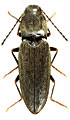 Dicronychus cinereus