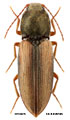 Dicronychus decorus