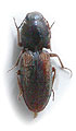 Dicronychus deminutus