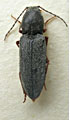 Dicronychus equiseti