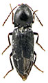 Dicronychus fabiani