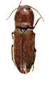 Dicronychus ferruginosus