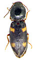 Dicronychus gurjevae