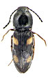 Dicronychus gurjevae