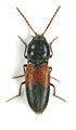 Dicronychus haematosomus