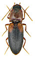 Dicronychus ilniczkyi