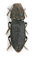 Dicronychus incanus