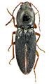 Dicronychus intermedius