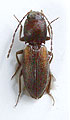 Dicronychus involucer