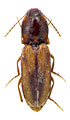 Dicronychus kandaharensis