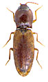 Dicronychus karolyvigi