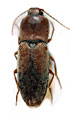 Dicronychus larseni