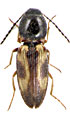 Dicronychus marginalis