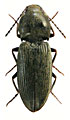 Dicronychus obesus