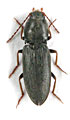 Dicronychus obscuripennis