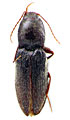 Dicronychus oxypterus