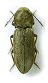 Dicronychus pici