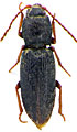 Dicronychus podlussanyi