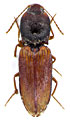 Dicronychus povolnyi