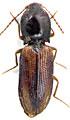 Dicronychus povolnyi