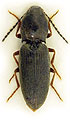 Dicronychus rubripes