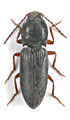 Dicronychus senaci