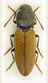 Dicronychus testaceus