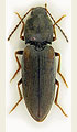 Dicronychus testaceus