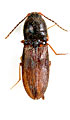 Dicronychus wagneri