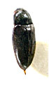 Drapetes talyschensis