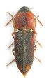 Drasterius atricapillus