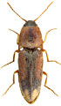 Drasterius atricapillus