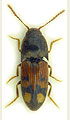 Drasterius bimaculatus