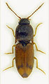 Drasterius bimaculatus