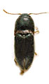 Drasterius sulcatulus