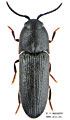 Dromaeolus barnabita