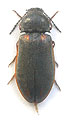 Eanus costalis