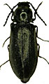 Eanus costalis