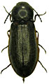 Eanus costalis