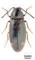 Eanus guttatus