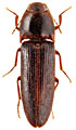 Ectamenogonus melanotoides