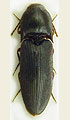 Ectamenogonus montandoni