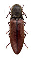 Ectinus dahuricus