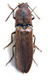 Ectinus maculicollis