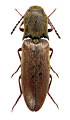 Ectinus peregrinus