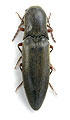 Ectinus piloselloides