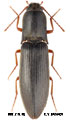 Ectinus puberulus