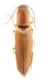 Ectinus ruzzieri