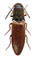 Ectinus sericeus